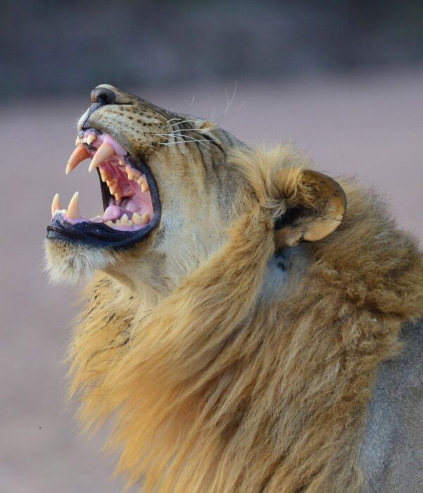 Lion mâle en train de rugir dans le parc national de Ruaha en Tanzanie