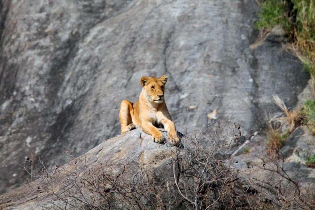 lionne sur un rocher se chauffant au soleil dans le parc du Serengeti.