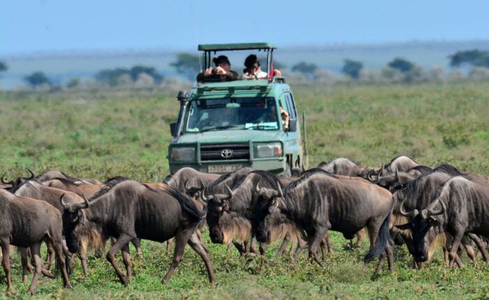 Touristes en 4x4 au milieu de la grande mgration dans le parc du Serengeti, en Tanzanie
