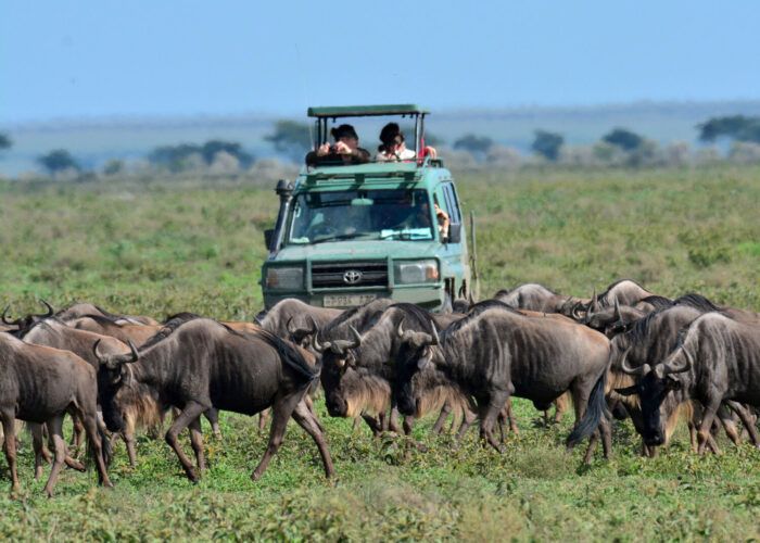 Touristes en 4x4 au milieu de la grande mgration dans le parc du Serengeti, en Tanzanie