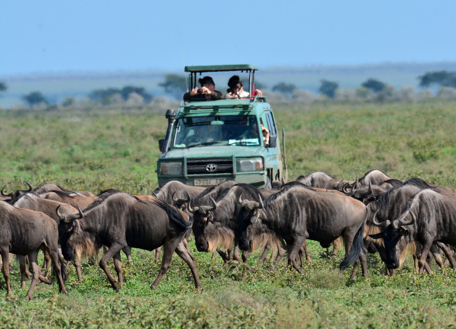 Touristes en 4x4 au milieu de la grande mgration dans le parc du Serengeti, en Tanzanie