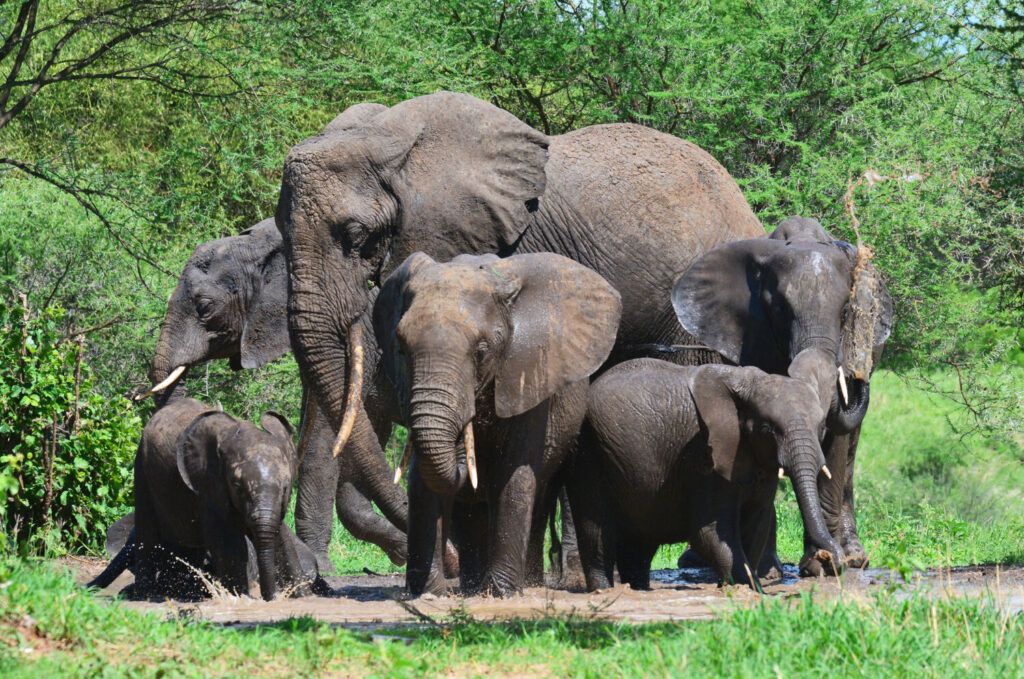 famille d'éléphants buvant dans une mare dans le poarc du Tarangire