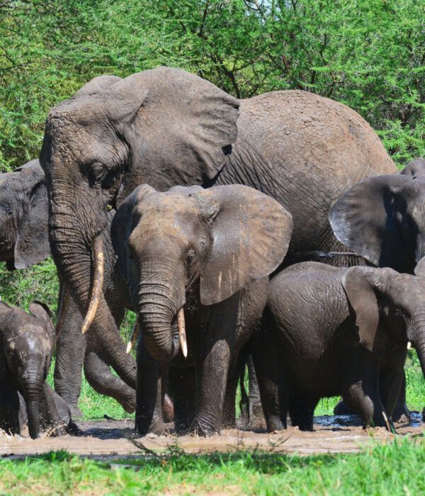 famille d'éléphants buvant dans une mare dans le poarc du Tarangire