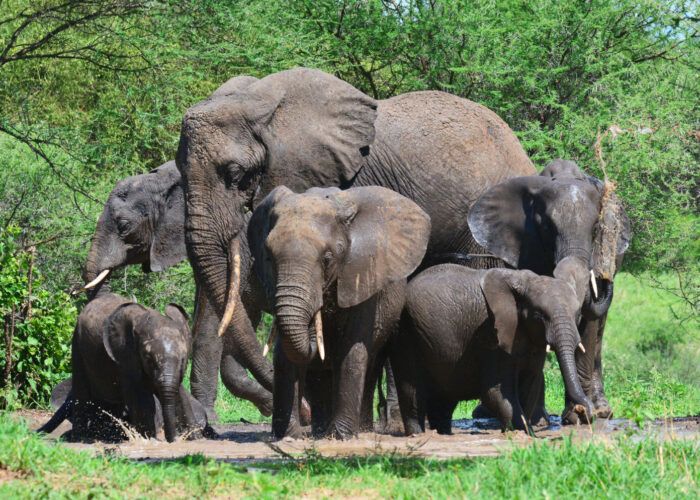 famille d'éléphants buvant dans une mare dans le poarc du Tarangire