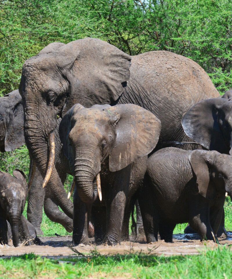 famille d'éléphants buvant dans une mare dans le poarc du Tarangire