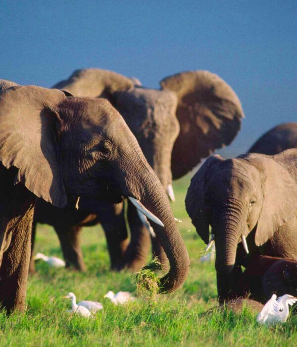 Tropupeau d'éléphants en train de brouter dans le parc d'Amboseli au Kenya