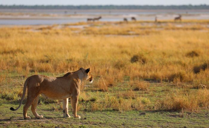 Lionne en train de chasser dans une savane désertique du parc d'Arusha en Namibie