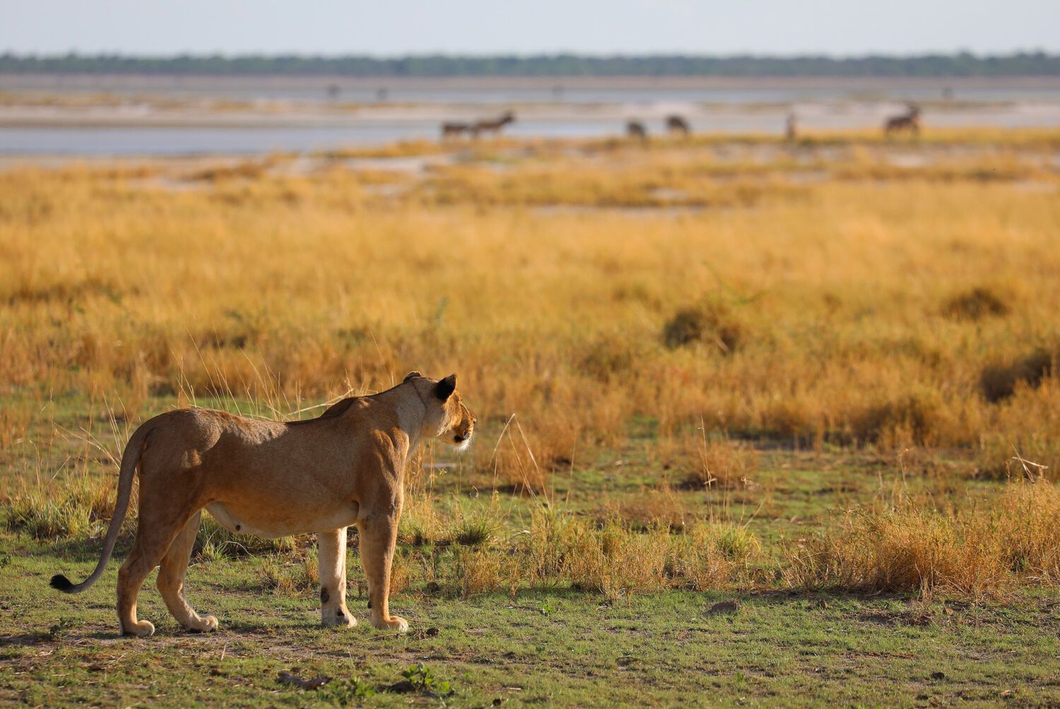 Lionne en train de chasser dans une savane désertique du parc d'Arusha en Namibie