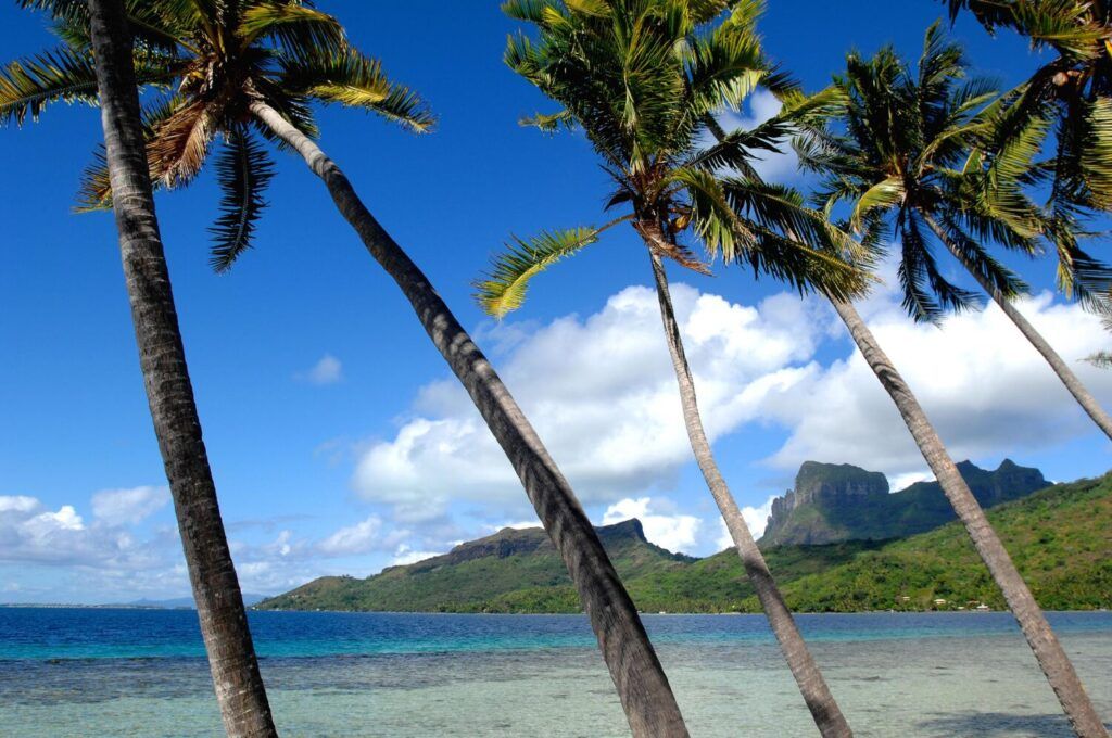 Vue d'une plage de Bora Bora bordée de cocotiers.