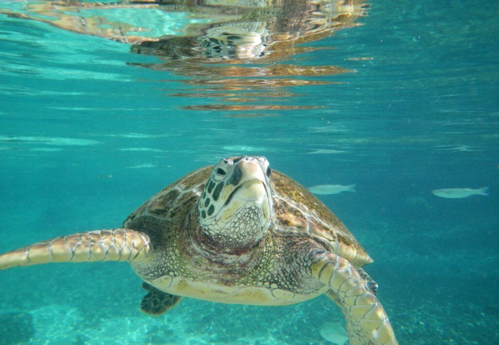 Tortue marine nageant dans le lagon de Mooréa en Polynésie